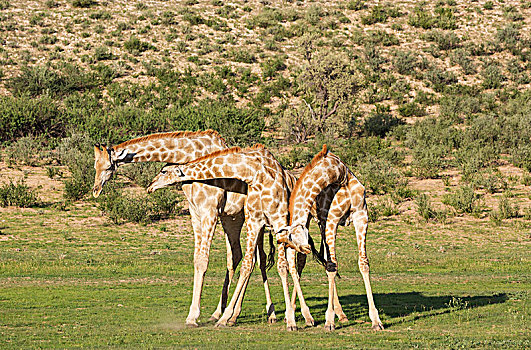 三个,南方,长颈鹿,争斗,雄性,下雨,季节,绿色,环境,卡拉哈里沙漠,卡拉哈迪大羚羊国家公园,南非,非洲