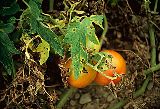 农业,作物病害,早,枯萎,番茄植物,树荫,水果