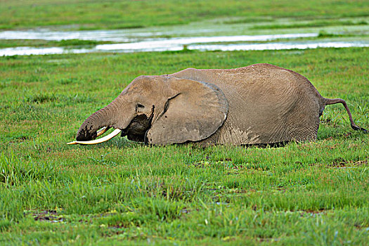 非洲,灌木,大象,非洲象,站立,湿地,吃草,安伯塞利国家公园,肯尼亚