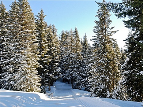滑雪道,雪中,树林,山,法国