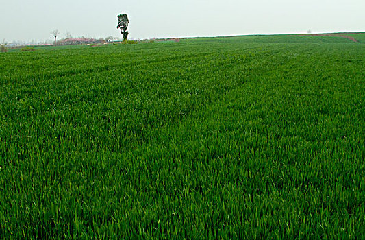 麦田