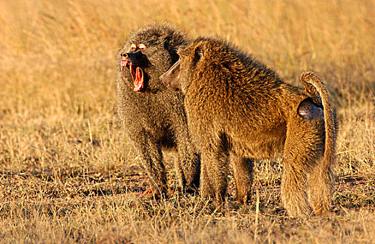 橄榄,狒狒,阿拉伯狒狒,两个男人,威胁,展示,马赛马拉,肯尼亚,非洲