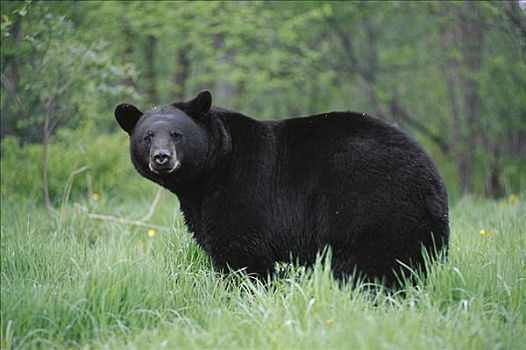 黑熊,美洲黑熊,边缘,树林