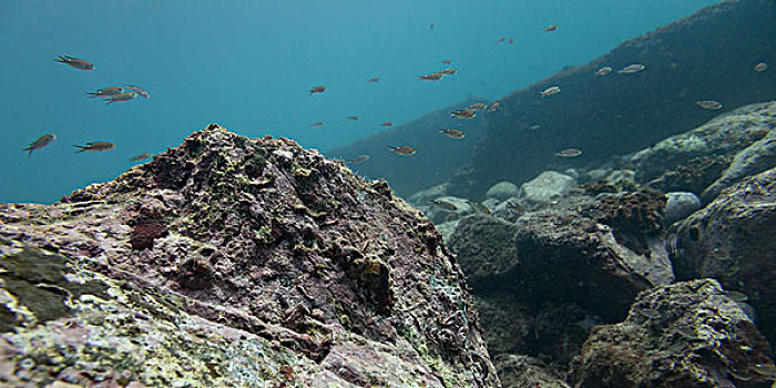 水下视角,鱼群,海底,伊斯塔帕,墨西哥