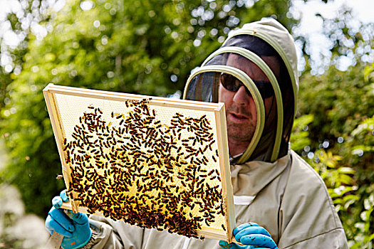 养蜂人,套装,拿着,向上,木框,遮盖,蜜蜂