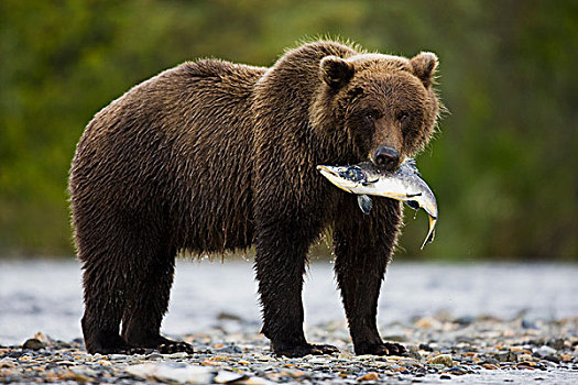 大灰熊,棕熊,拿着,三文鱼,嘴,阿拉斯加