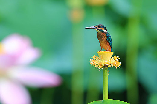 荷花池,翠鸟