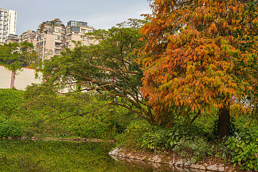 羊城广州天河公园冬季湖边水杉美景