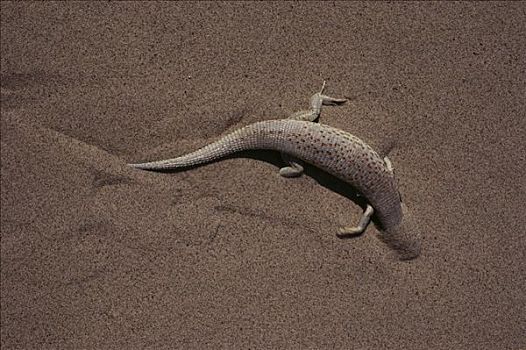 蜥蜴,挖洞,沙子,纳米比亚