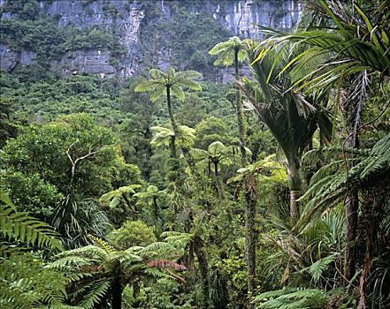 雨林,河,国家公园,南岛,新西兰,大洋洲