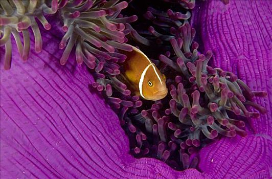 粉红海葵鱼,触角,海葵,主人,大堡礁,昆士兰,澳大利亚