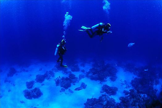 潜水,大堡礁,澳大利亚