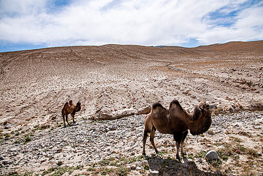 慕士塔格雪山下的骆驼群