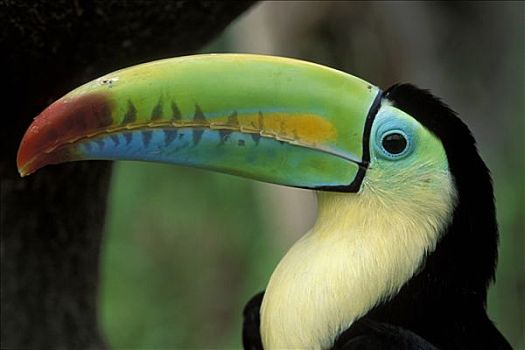 哥斯达黎加,特写,巨嘴鸟