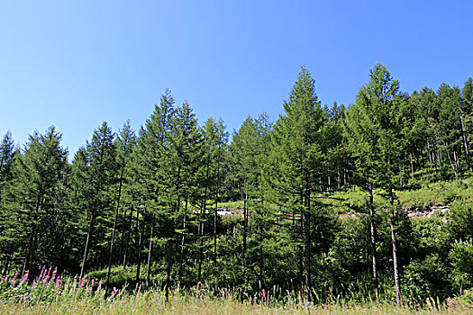 塞罕坝草原风光