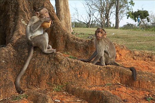 猴子,猕猴,国家公园,印度