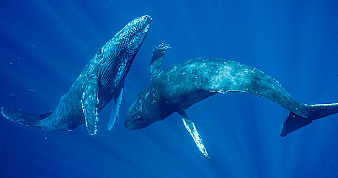 驼背鲸,大翅鲸属,鲸鱼,两个男人,游泳,一起,毛伊岛,夏威夷