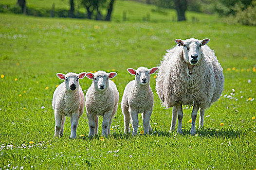 生活,绵羊,母羊,三个,特塞尔,羊羔,站立,草场,兰开夏郡,英格兰,英国,欧洲