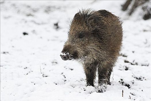 小野猪,雪,黑森州,德国