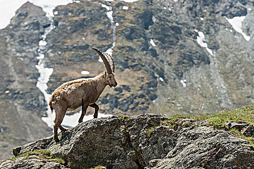 阿尔卑斯野山羊,羱羊,北山羊,高,陶安,国家公园,卡林西亚,奥地利,欧洲