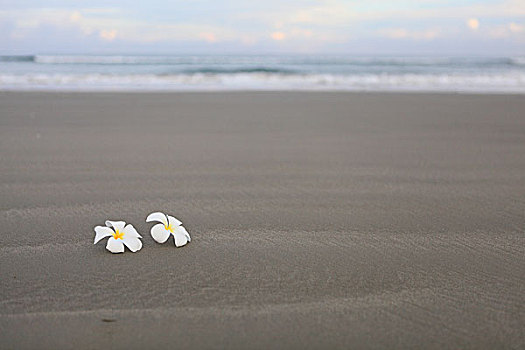 沙滩上的鸡蛋花