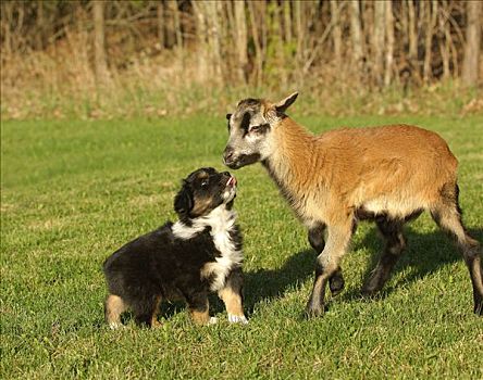 澳洲牧羊犬,狗,小动物,山羊