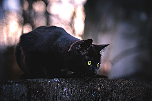 黑猫,斑貓,树桩,瑞士,欧洲