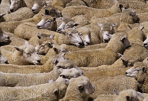 新西兰,绵羊,饲养,南岛
