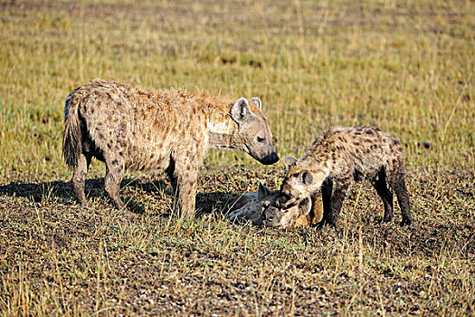 斑点,鬣狗,幼兽,早,早晨,马赛马拉,肯尼亚,非洲