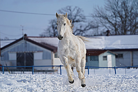马,跑,雪中,地点