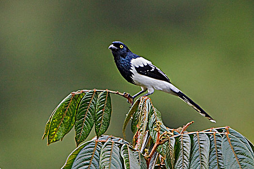 喜鹊,唐纳雀,栖息,枝条,靠近,国家公园,东南部,厄瓜多尔