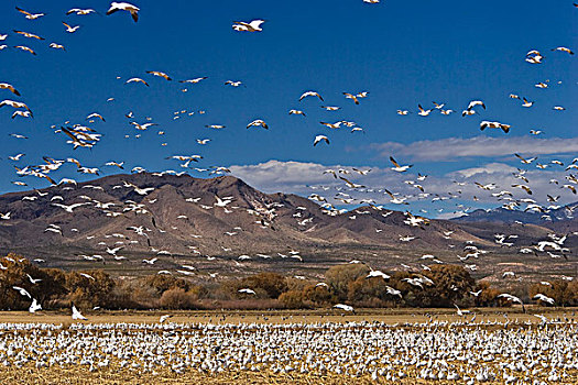 雪雁,冬天,野生动植物保护区,新墨西哥,北美,美国