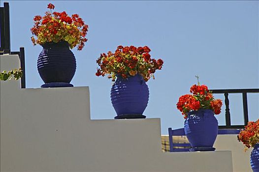 红花,蓝色,花盆,楼梯,酒馆,多德卡尼斯群岛,希腊