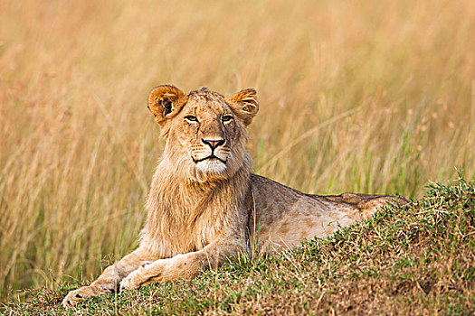 狮子,马赛马拉国家保护区,肯尼亚