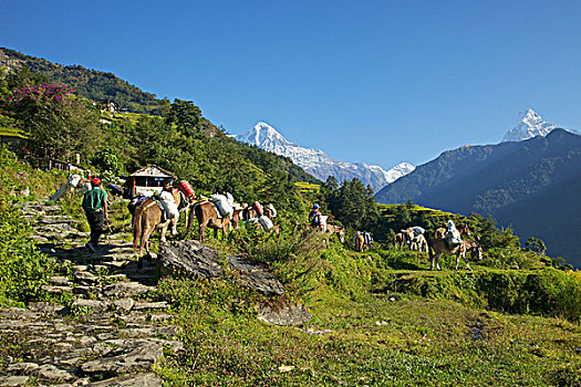 骡子,山,小路,安娜普纳保护区,喜马拉雅山,尼泊尔