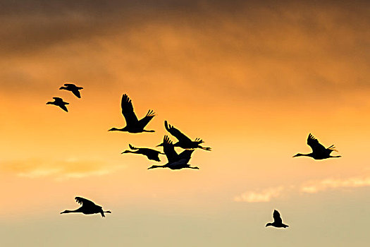 鹤,鹅,飞,博斯克德尔阿帕奇,新墨西哥