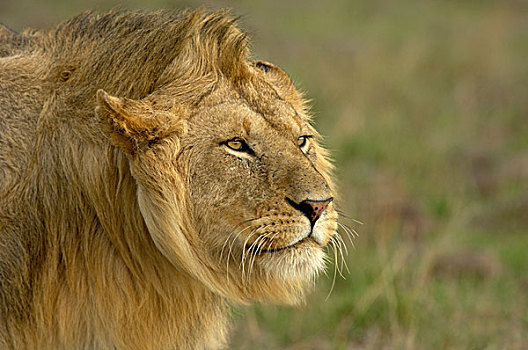 狮子,成年,雄性,头像,背影,强势,姿势,马赛马拉,肯尼亚,非洲
