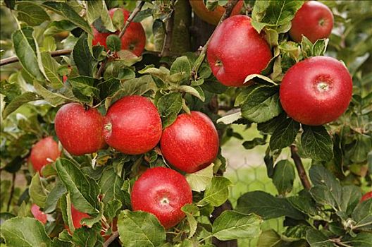 红苹果,枝条,肯特郡,英格兰,英国,欧洲