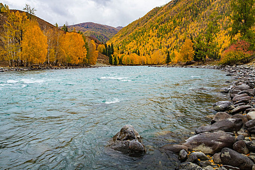 河,河床,白桦林,秋天,秋色,水,溪流