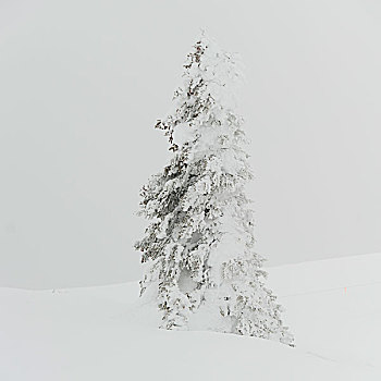 积雪,树,惠斯勒,不列颠哥伦比亚省,加拿大