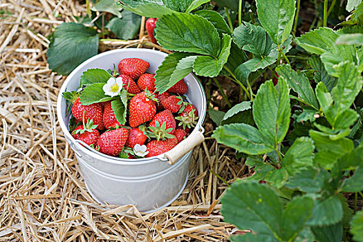 桶,新鲜,草莓,土地