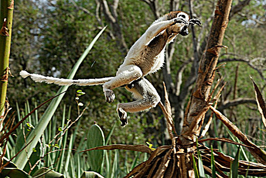 马达加斯加狐猴,维氏冕狐猴,跳跃,干燥,树林,预留,南,马达加斯加