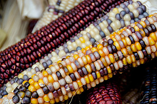 加利福尼亚,秋天,丰收,彩色,玉米