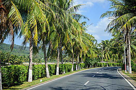 三亚湾林荫道路