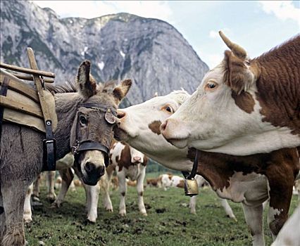 展示,柔弱,驴,母牛,奥地利