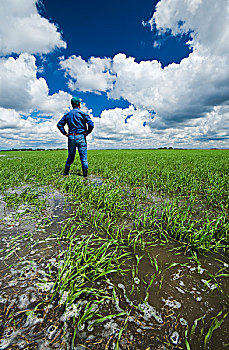 农民,洪水,早,生长,麦田,乌云,空中,靠近,曼尼托巴,加拿大