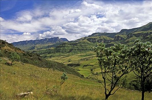 南非,德拉肯斯堡,景色,靠近,山龙眼