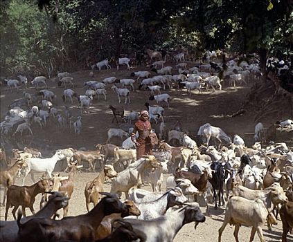 女孩,牧群,山羊,山谷,北方,肯尼亚