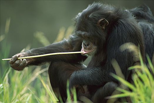 黑猩猩,类人猿,捕鱼,工具,进食,昆虫,华盛顿,公园,动物园