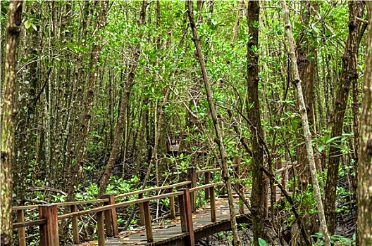 风景,木头,走廊,红树林,树林